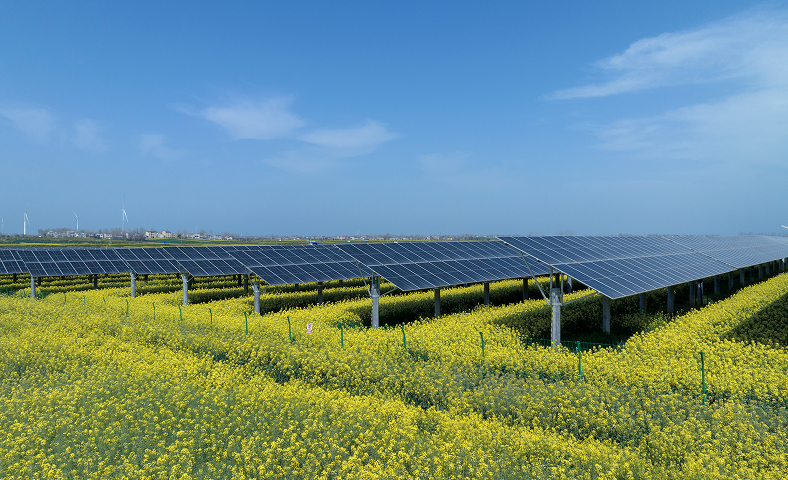 Solavita Solar panels installed above a field of blooming yellow flowers under a clear blue sky.